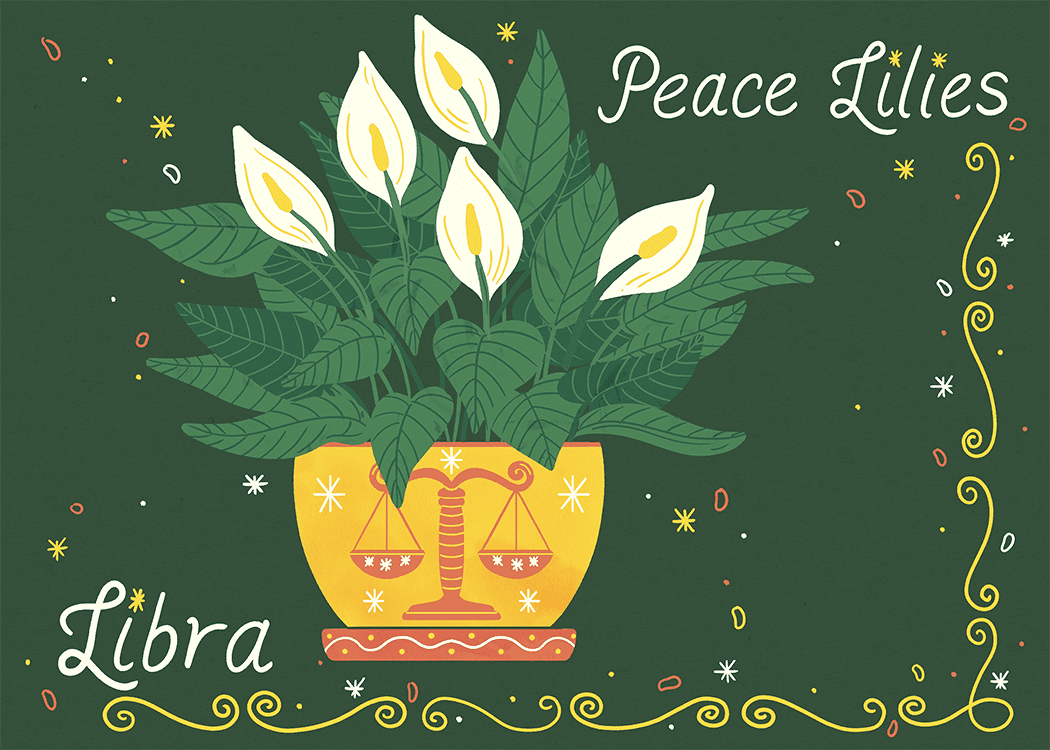 libra peace lilies