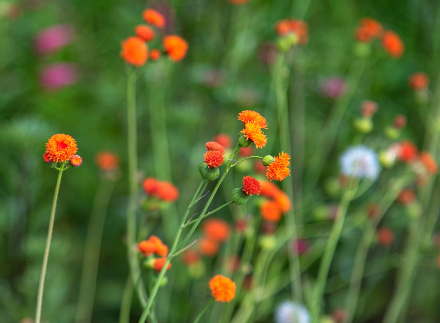 Scharlachrote Quastenblüten mit leuchtend orangefarbenen pomponartigen Blüten an dünnen Stielen