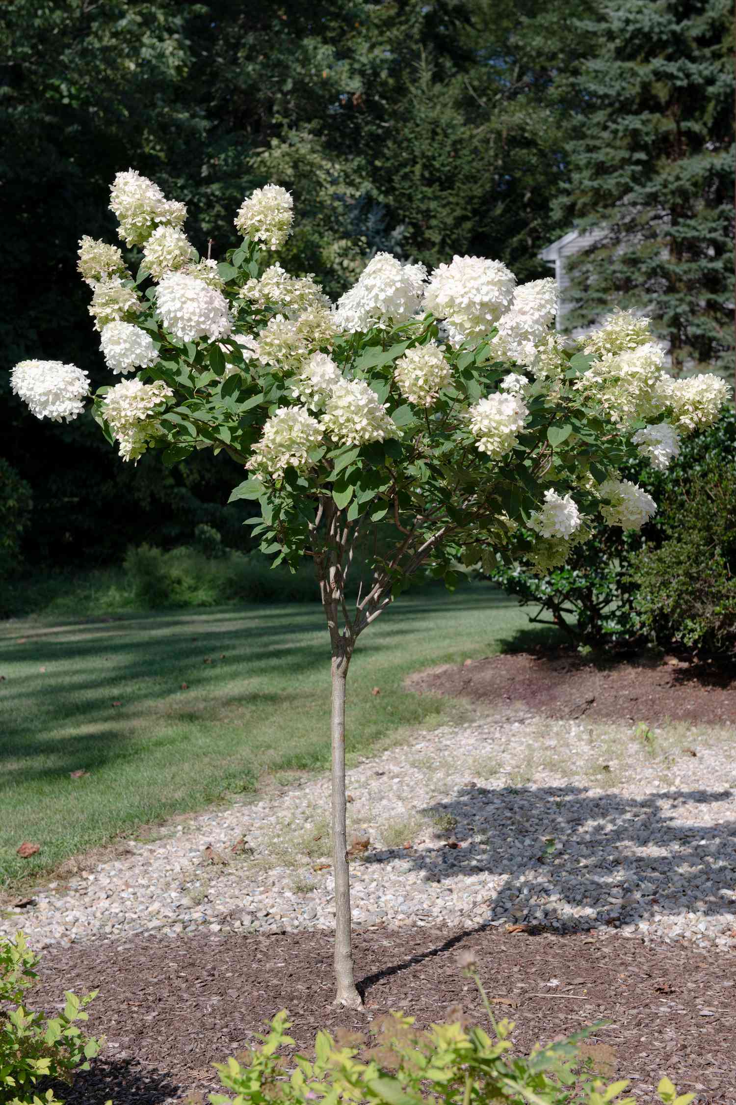 PeeGee-Hortensie mit weißen und cremefarbenen Blüten