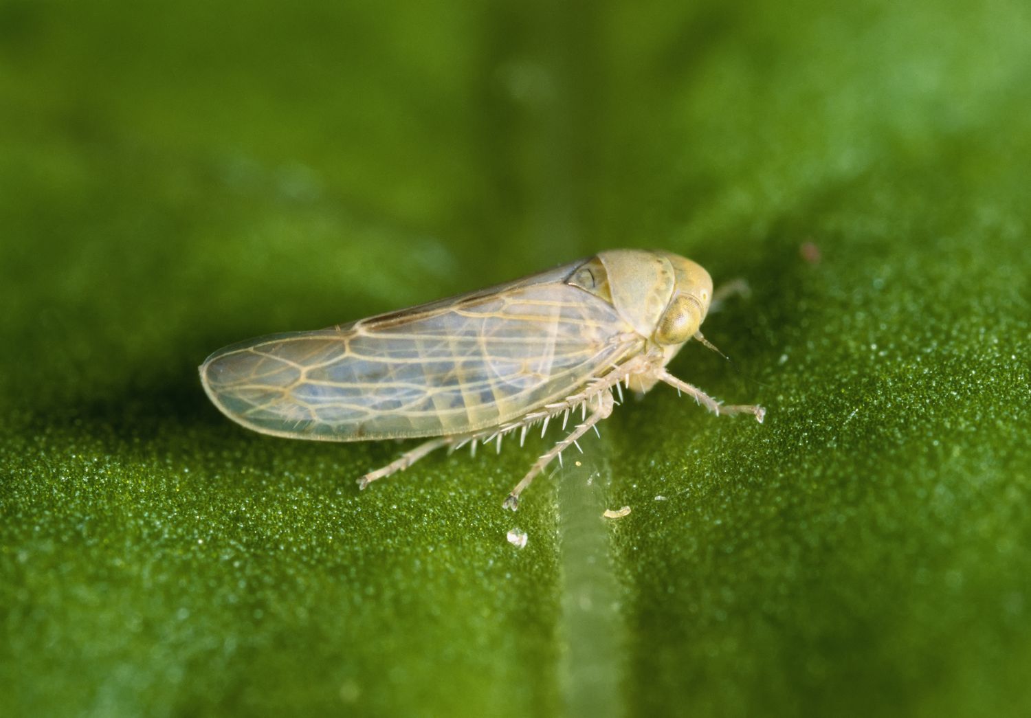 Ausgewachsener Rübenblatthüpfer (Circulifer tenellus), der auf der Oberfläche eines Zuckerrübenblattes ruht