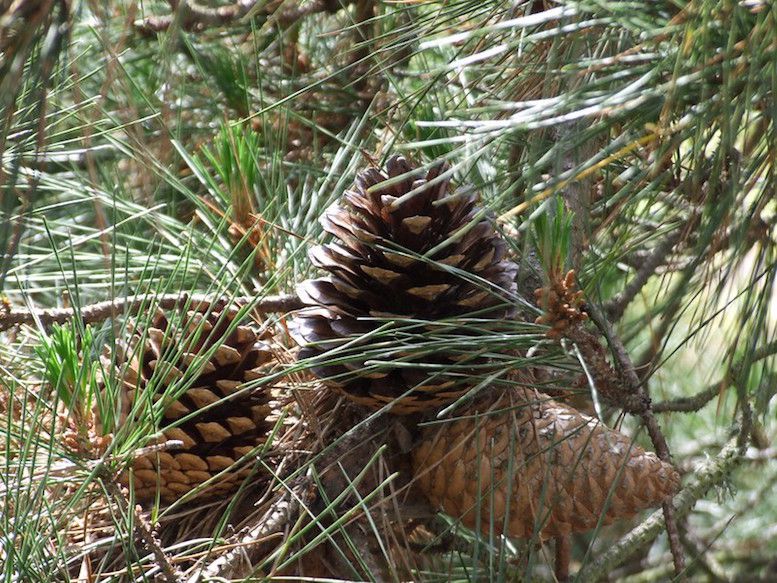 Cluster of three pine cones amid long green needles.