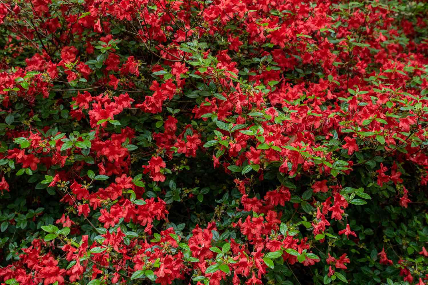 Roter Azaleenstrauch mit großen Zweigen voller roter Blüten und grünen Blättern