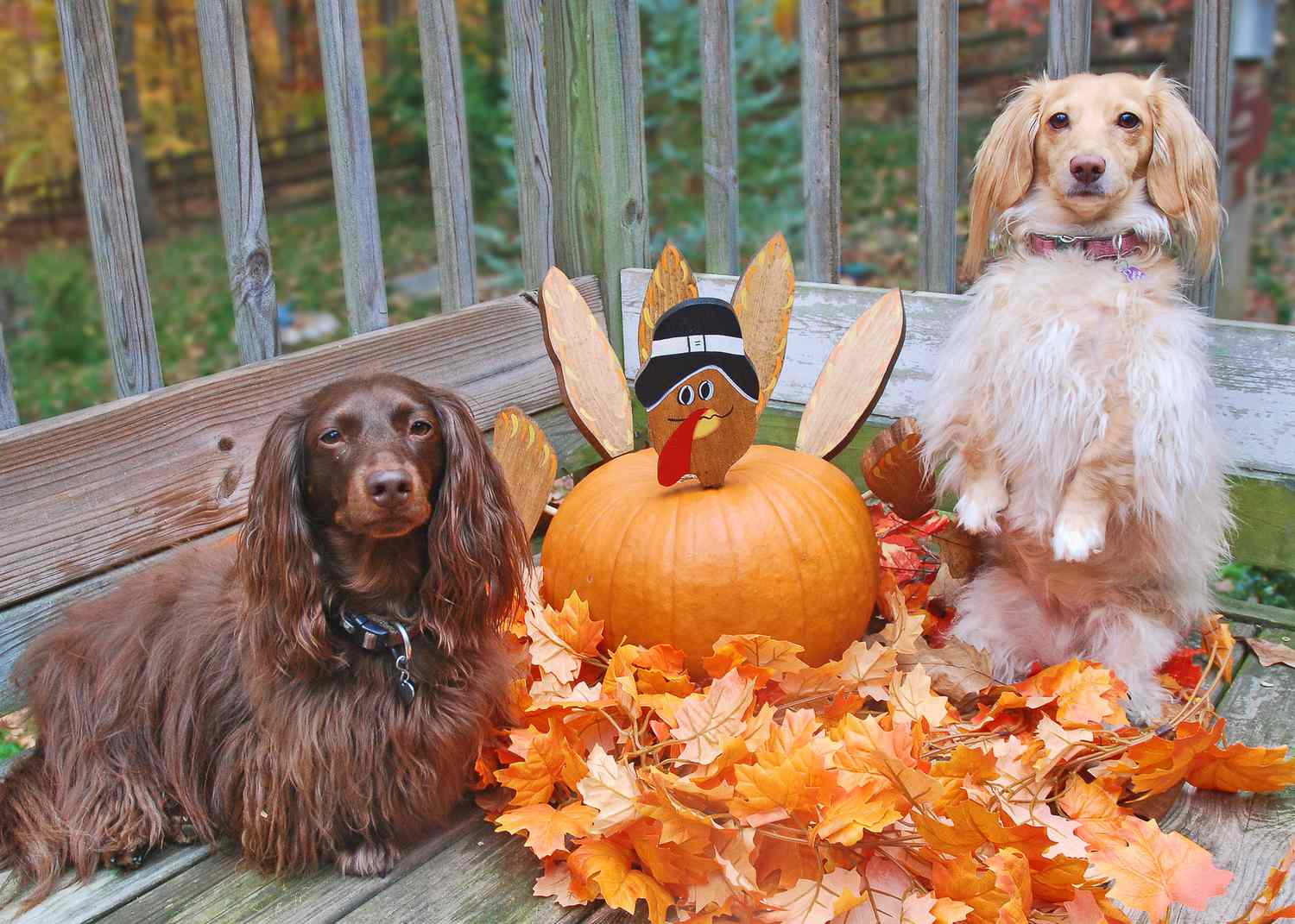 Uma abóbora peru servindo como decoração de Ação de Graças ao ar livre, ladeada por dois cães.
