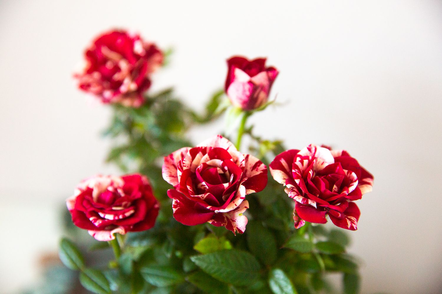 Marmorierte rote und weiße Rosen mit aufrechten Hälsen und Blättern in Großaufnahme