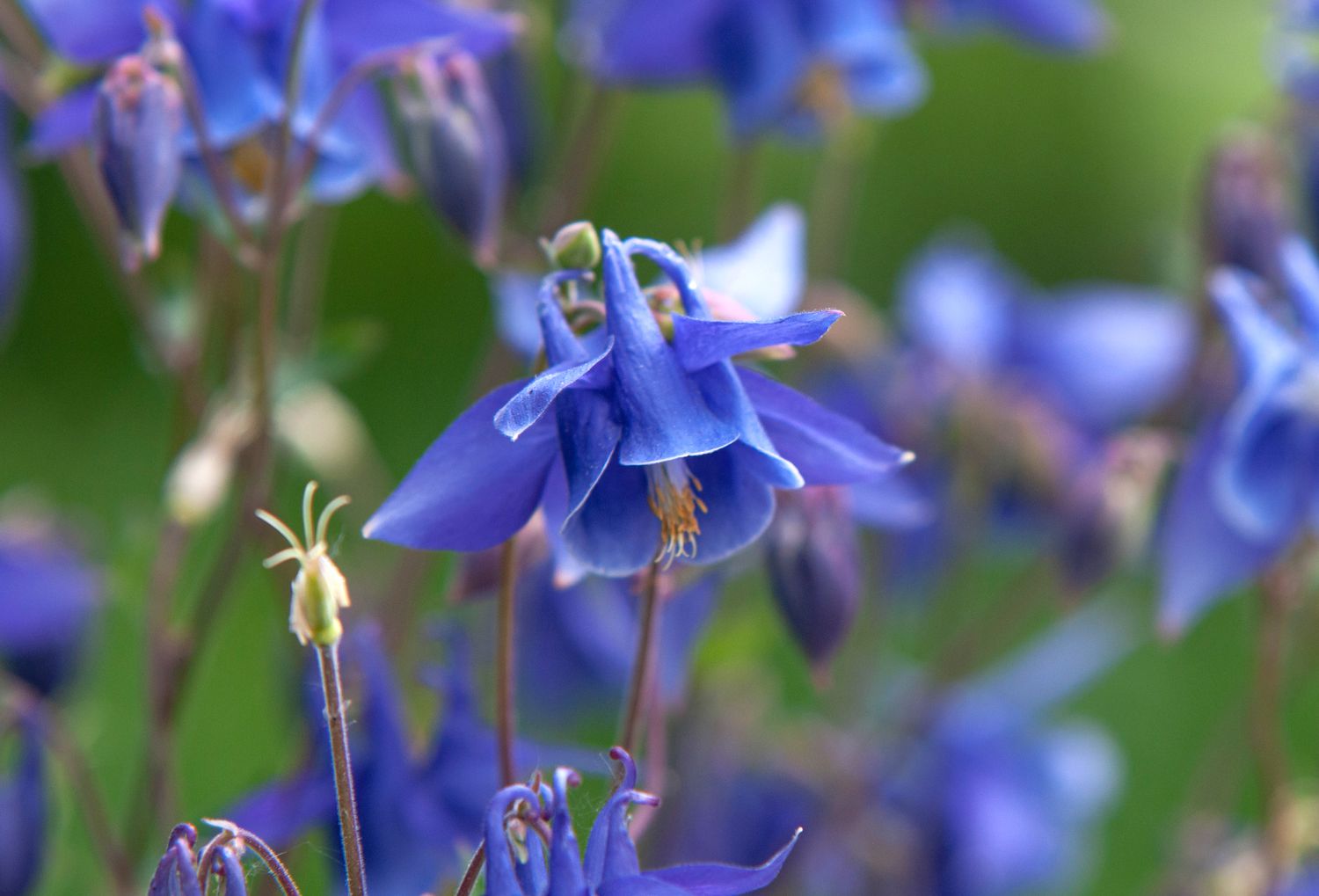 Columbine plants with blue flowers 