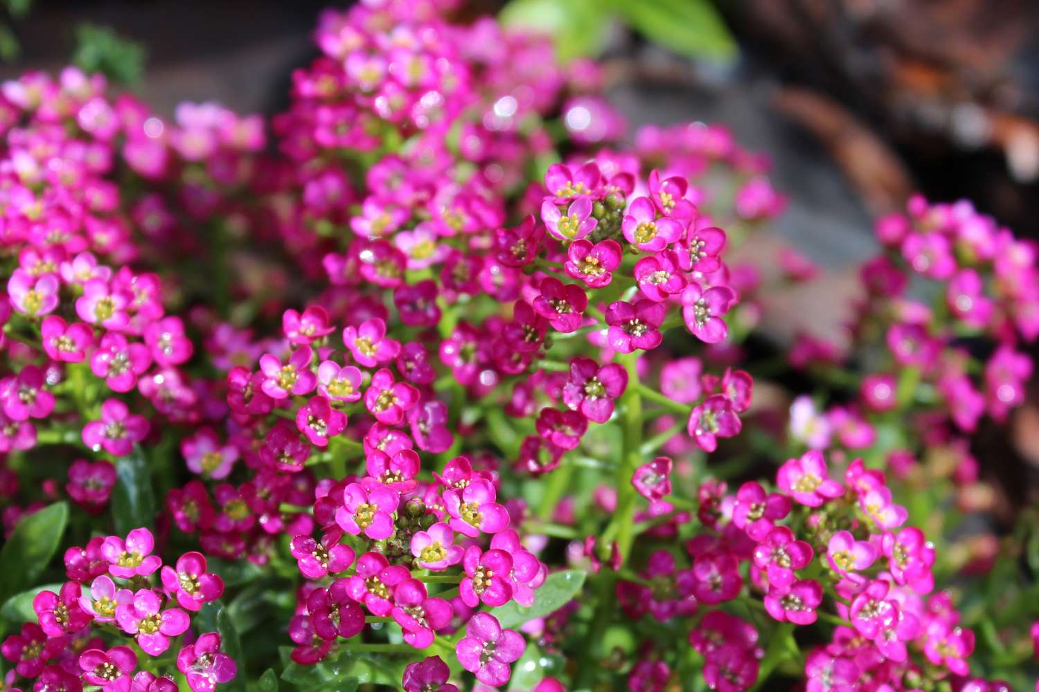 Blüten von Deep Pink Alyssum