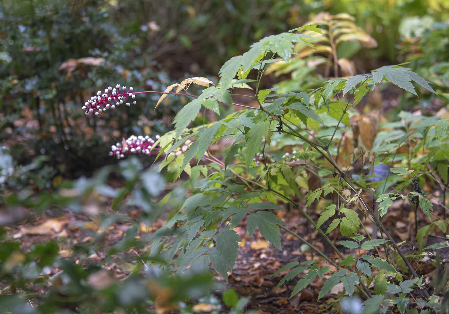 Weiße Baneberry-Pflanze mit langen rosa Stängeln, die aus dem Strauch herausragen, mit weißen Beeren