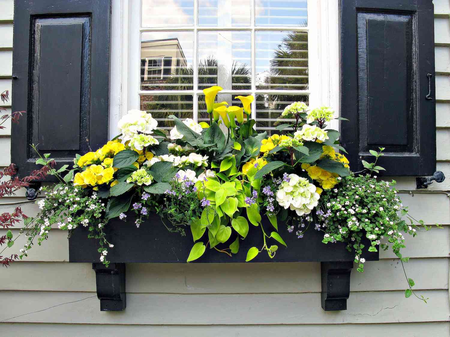 Blumenkastenidee am Fenster mit schwarzen Fensterläden