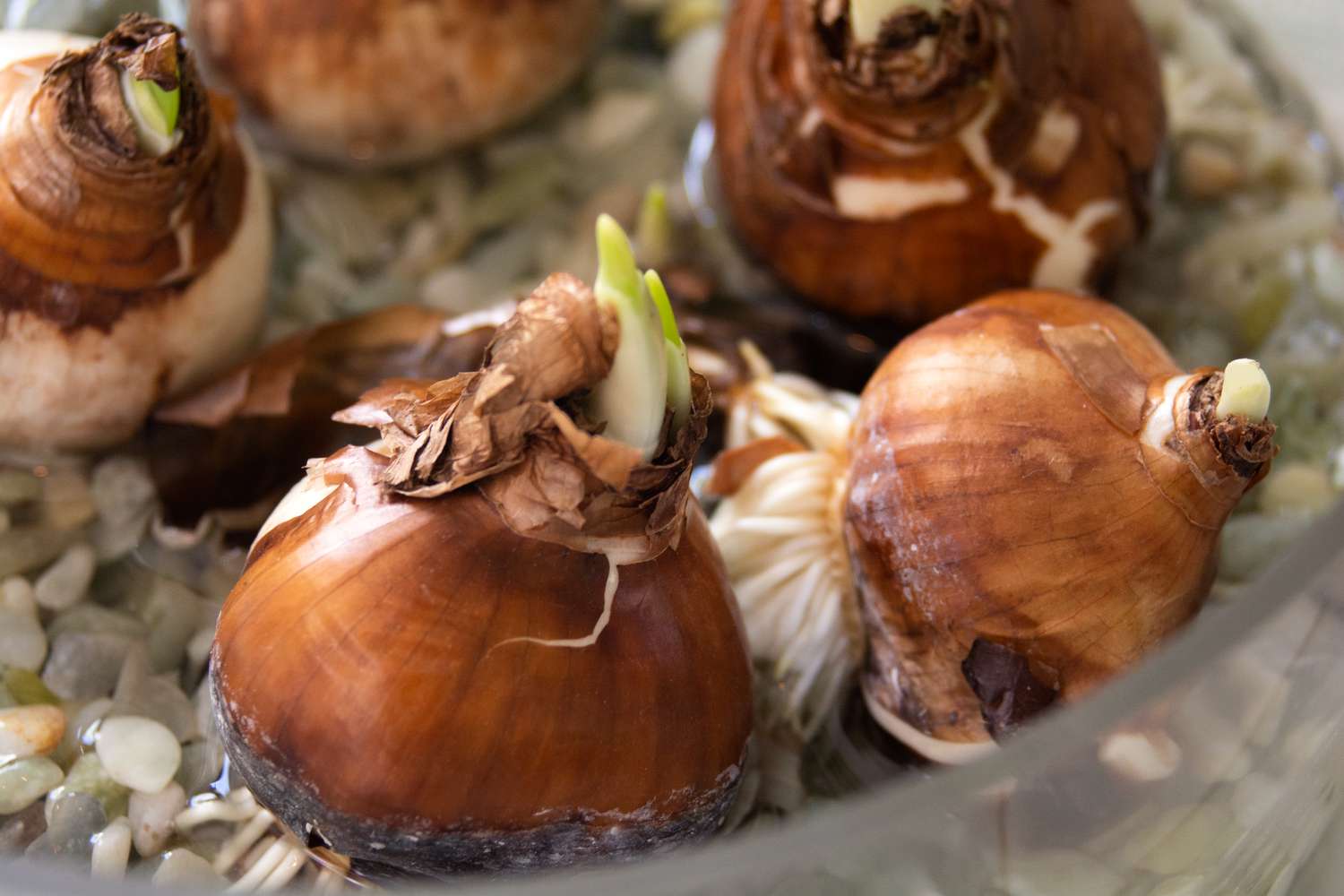 Enraizamiento de bulbos de narciso blanco rodeados de agua