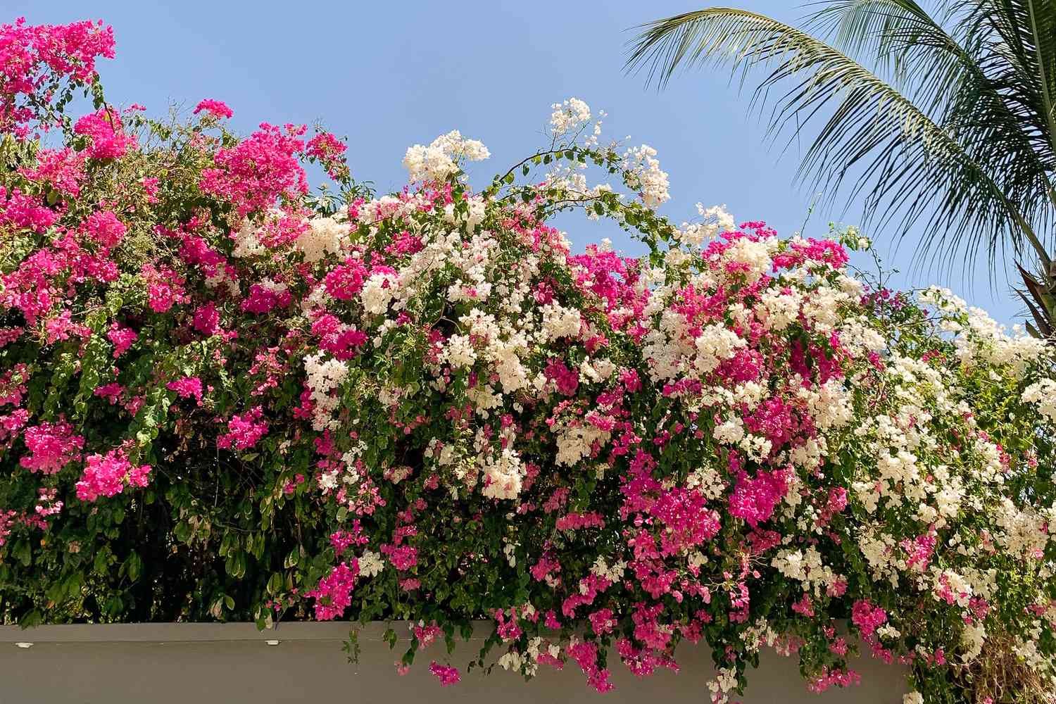 Bougainvillea am Zaun