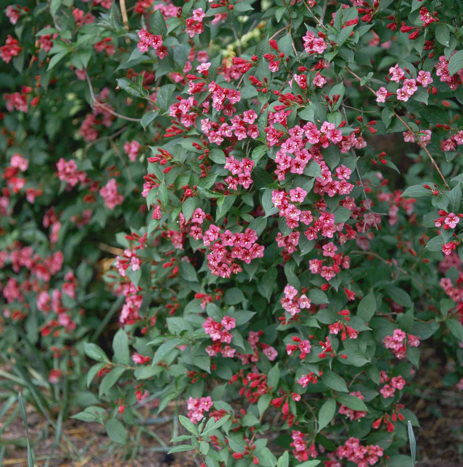 Weigela florida Wein- und Rosenpflanzen mit rosa Blüten