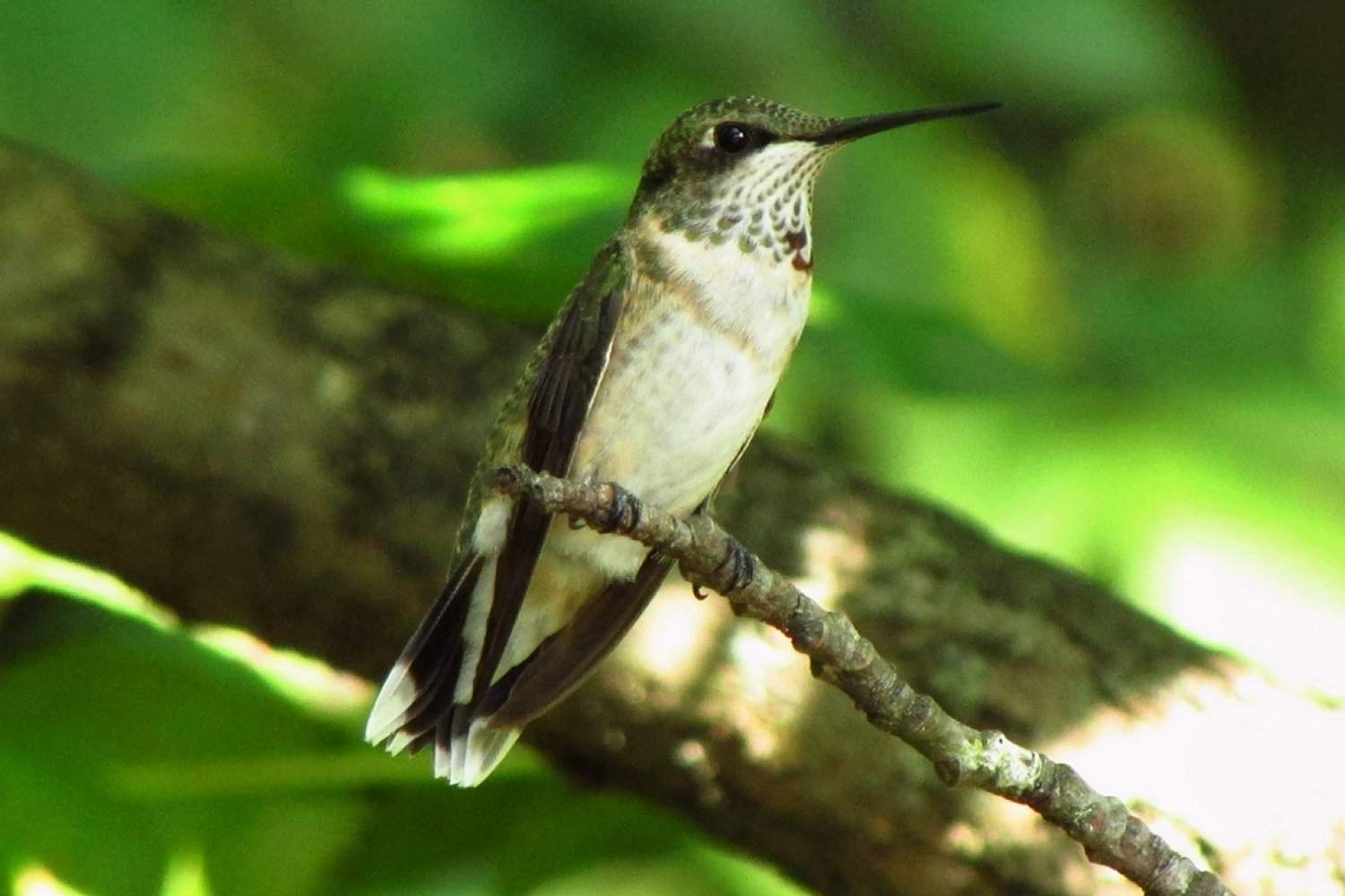 Junger männlicher Rubinkehl-Kolibri