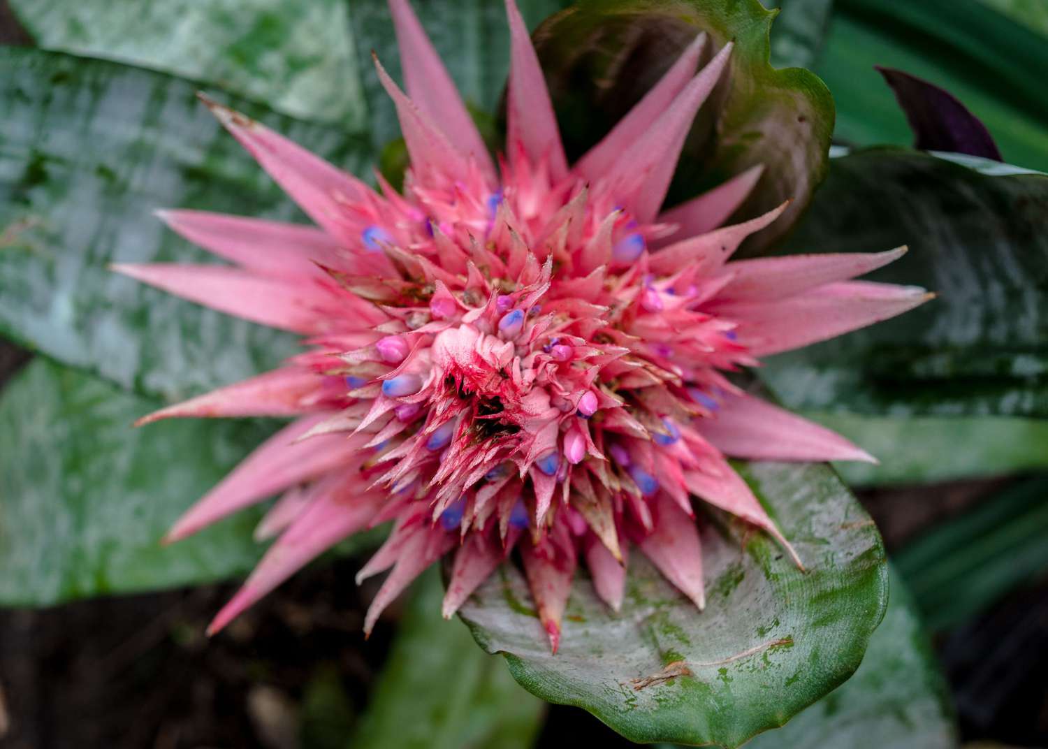 blühende aechmea