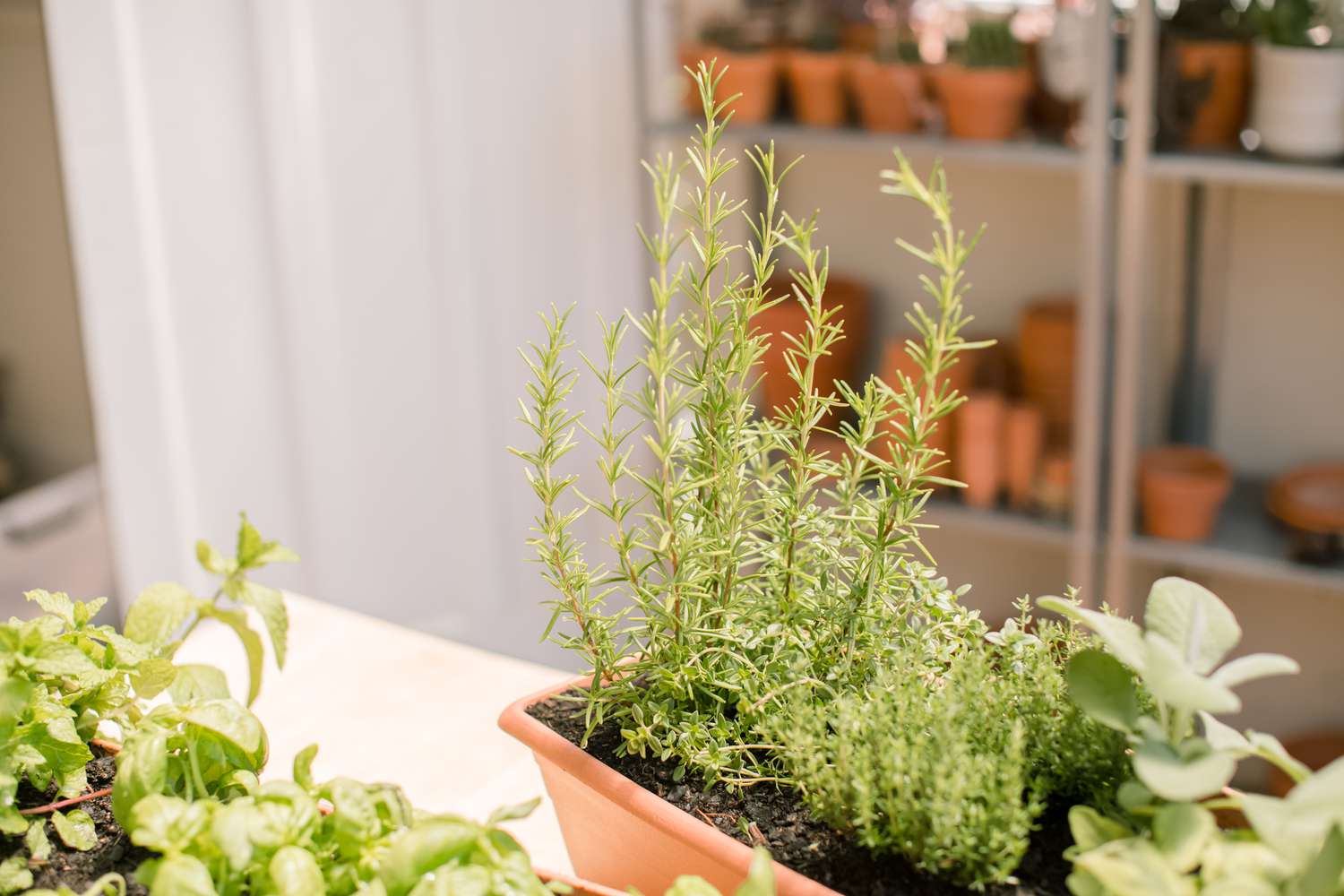 rosemary growing in a planter