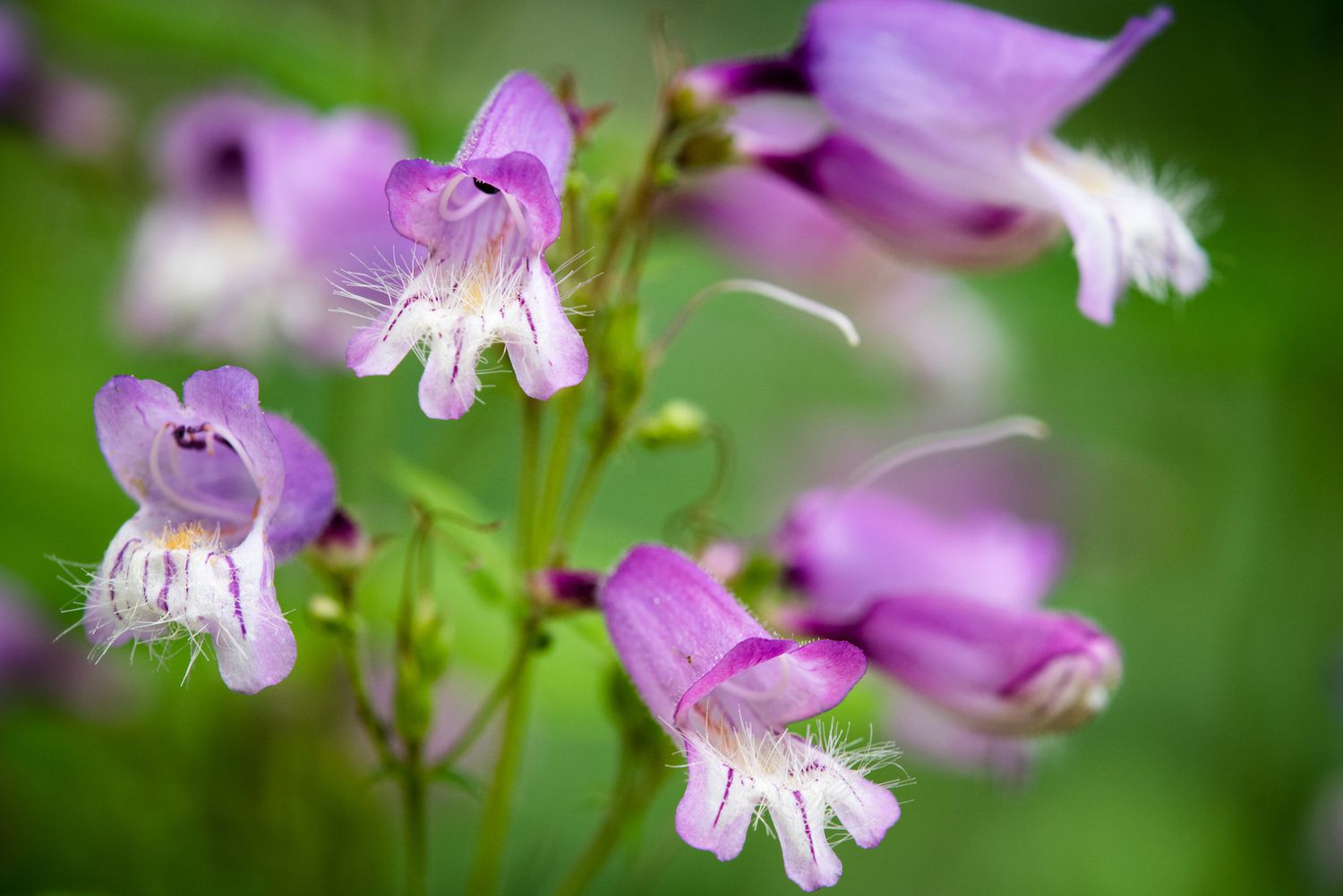 Behaarte Bartzunge in voller Blüte