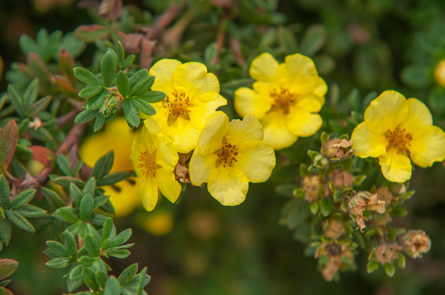 Cinquefoil arbustivo amarillo