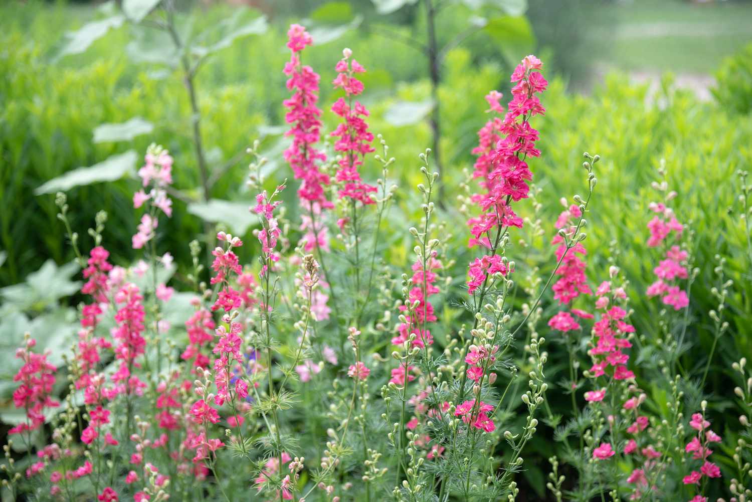 Plantas Larkspur de tallos altos con flores brillantes y de color rosa claro