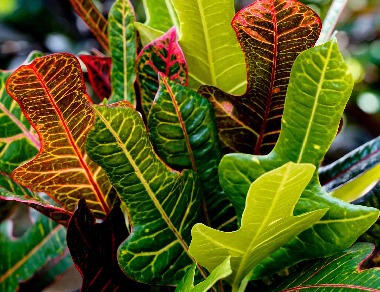 Croton Plant