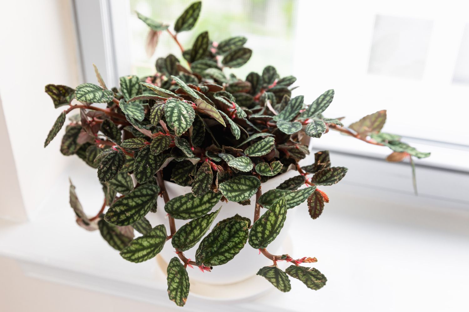 Pellionia pulchra vor einem Fenster