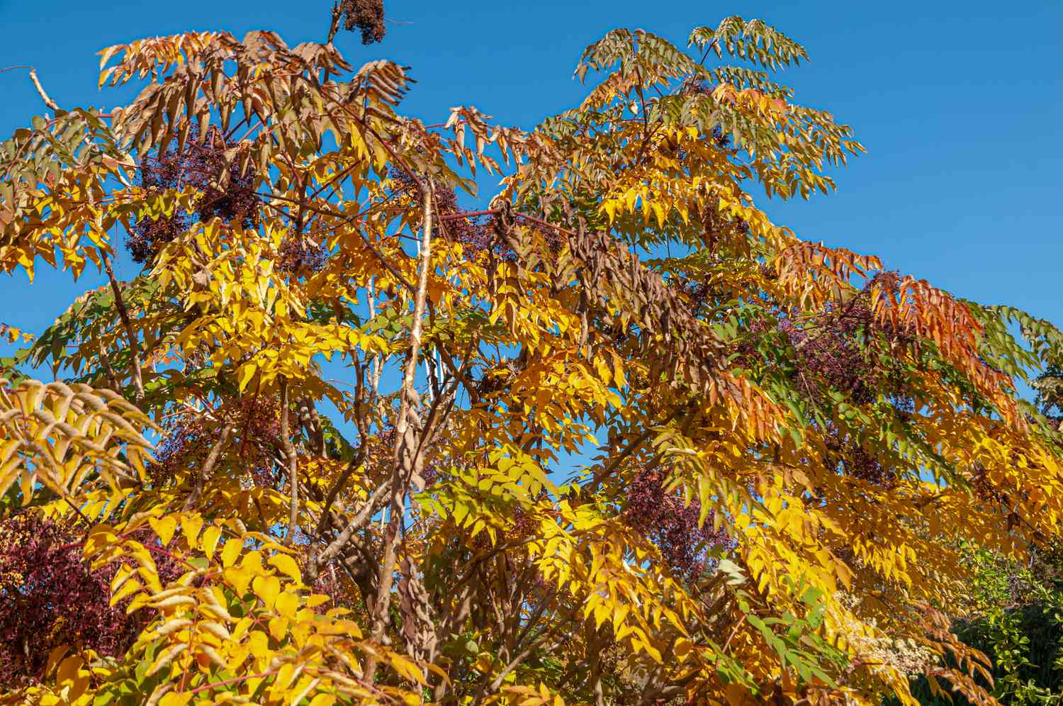 Japanischer Engelwurzbaum mit gelben und braunen Blättern vor blauem Himmel