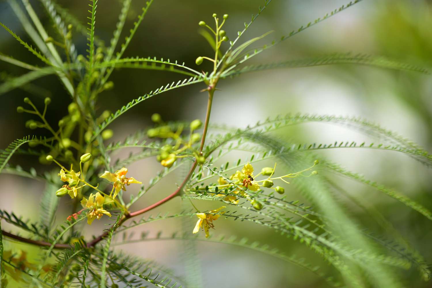 Rama de árbol de palo verde con tallos de hojas finas y largas y pequeñas flores amarillas con capullos primer plano