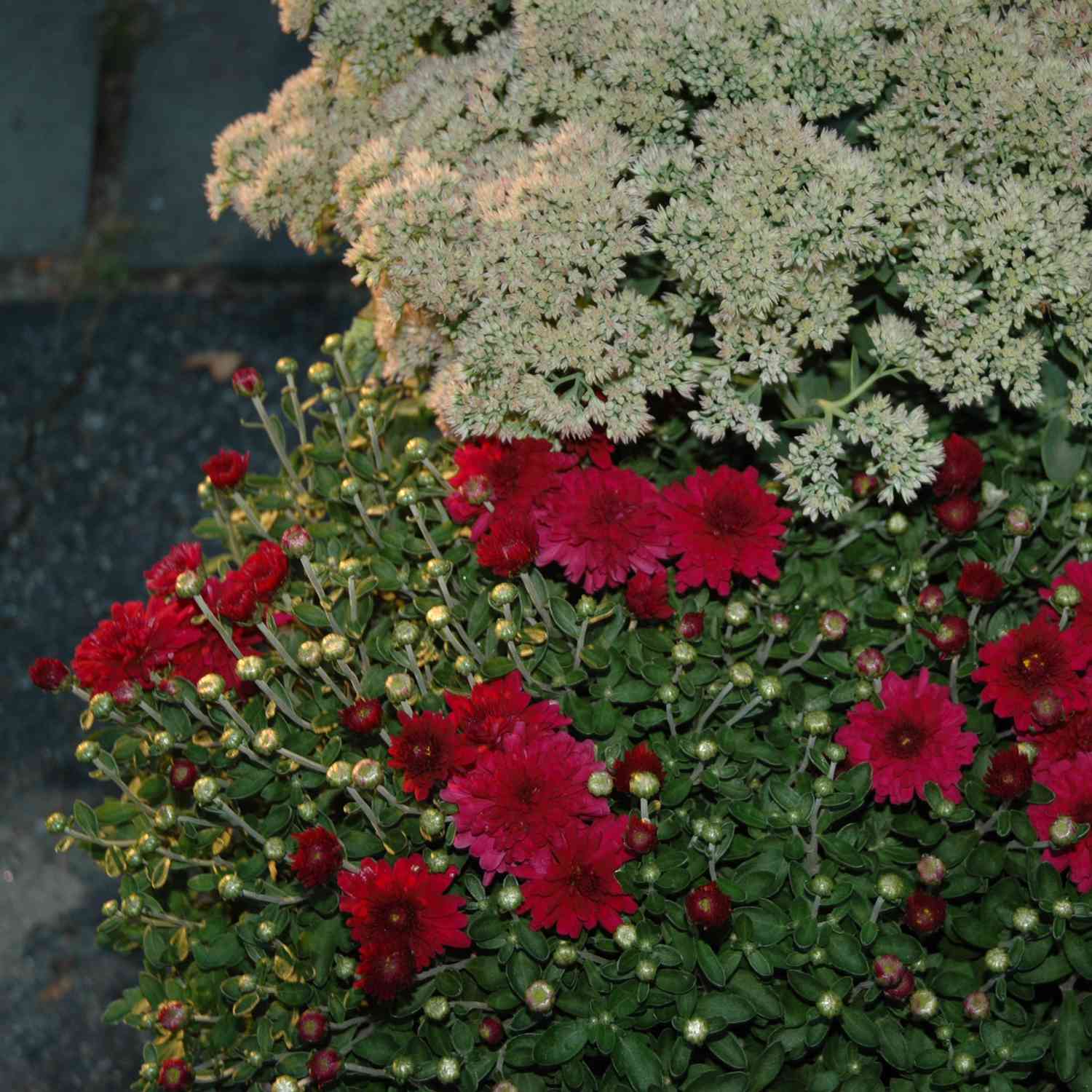 fall container garden picture of sedum and mums