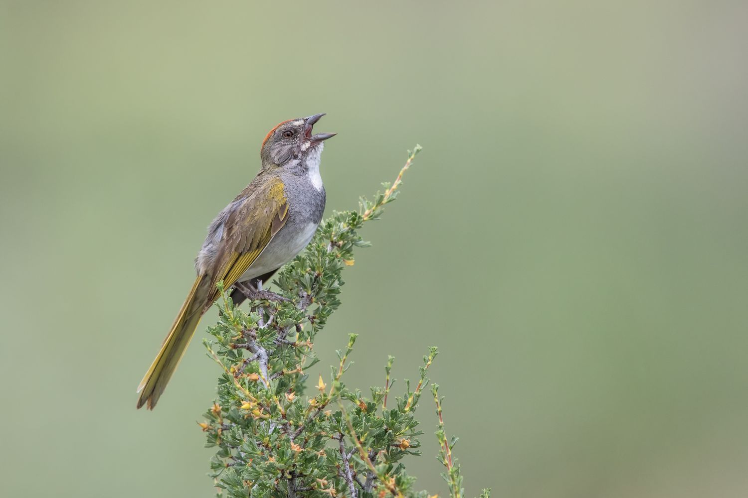 Grünschwanz Towhee