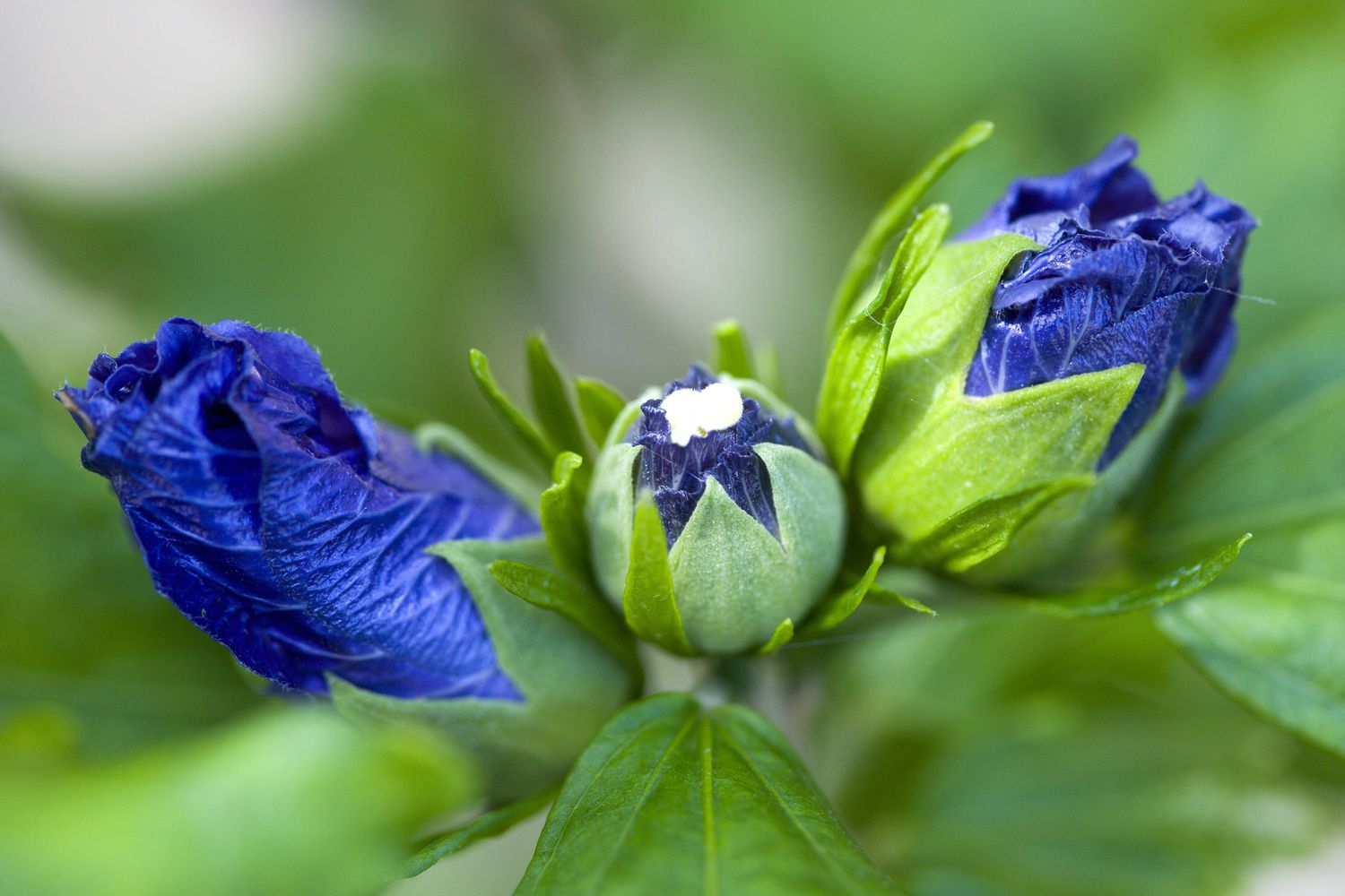 Blaue Knospen des Blue Bird Rose of Sharon Strauches.