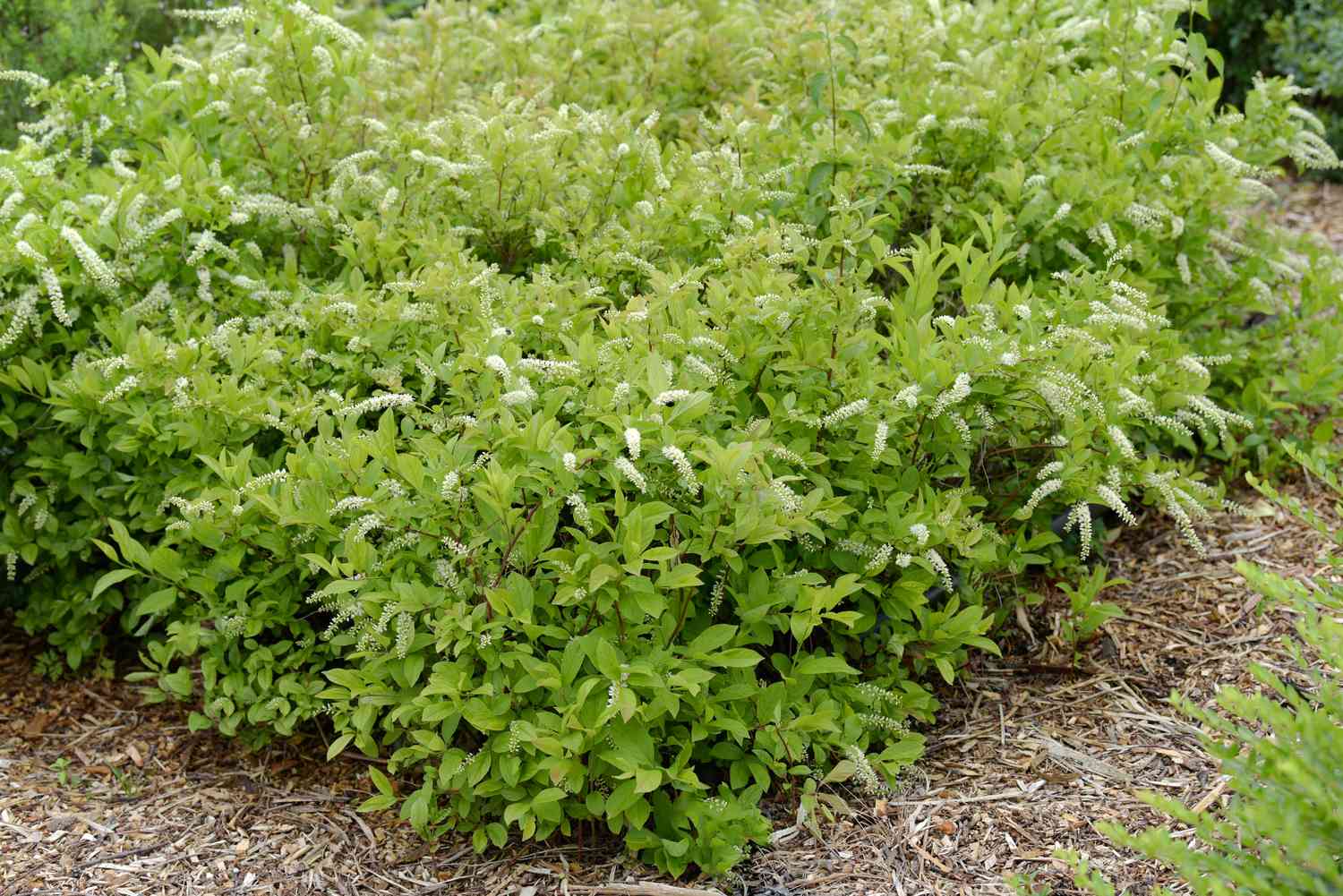 Virginia Sweetspire Strauch mit hellgrünen Blättern und kleinen weißen zylindrischen Blüten, umgeben von Mulch