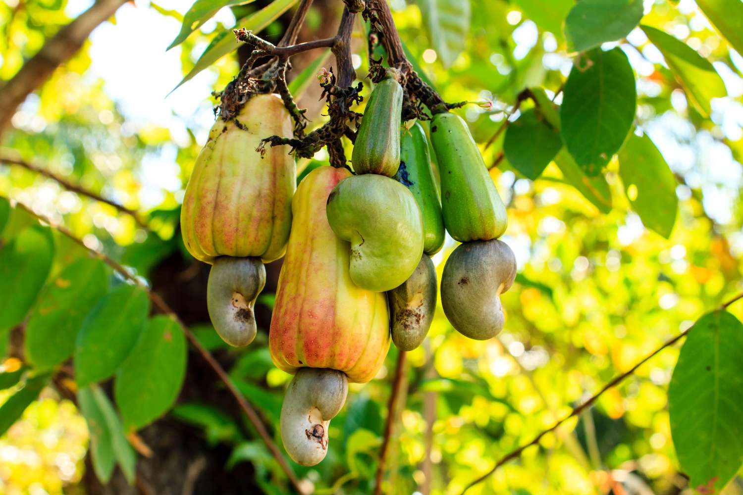 Cashew Tree