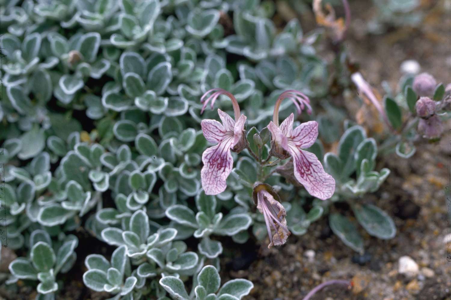 Germander (Teucrium)