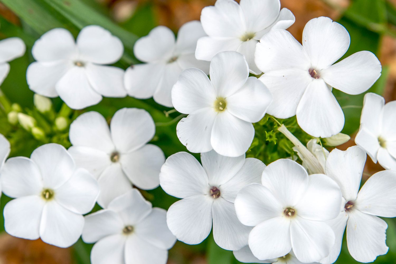 'David' garden phlox plant with small white flower clusters closeup 