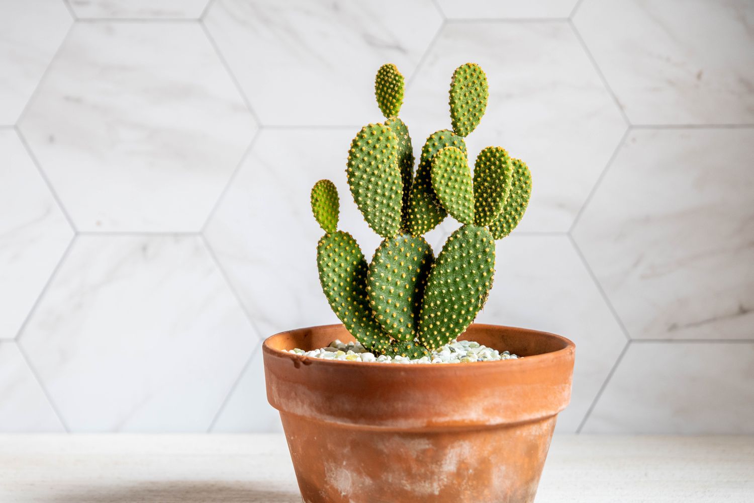Hasenohr-Kaktus im Terrakotta-Topf mit runden Blattpolstern mit kleinen gelben Punkten
