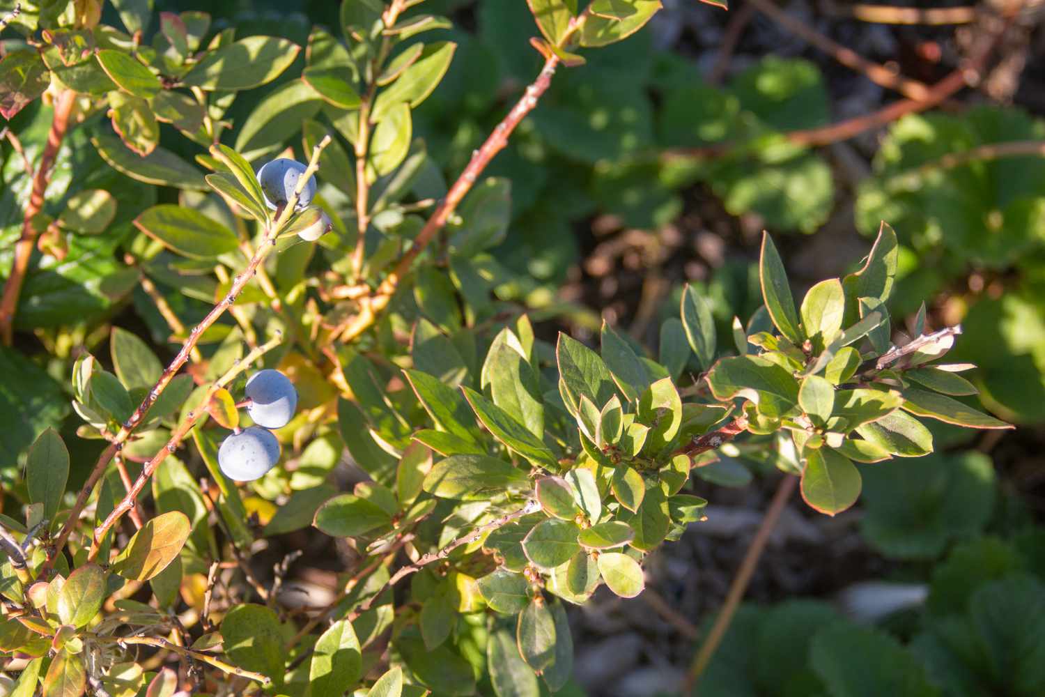 Lowbush-Heidelbeerpflanzenstängel im Sonnenlicht mit kleinen Heidelbeerfrüchten