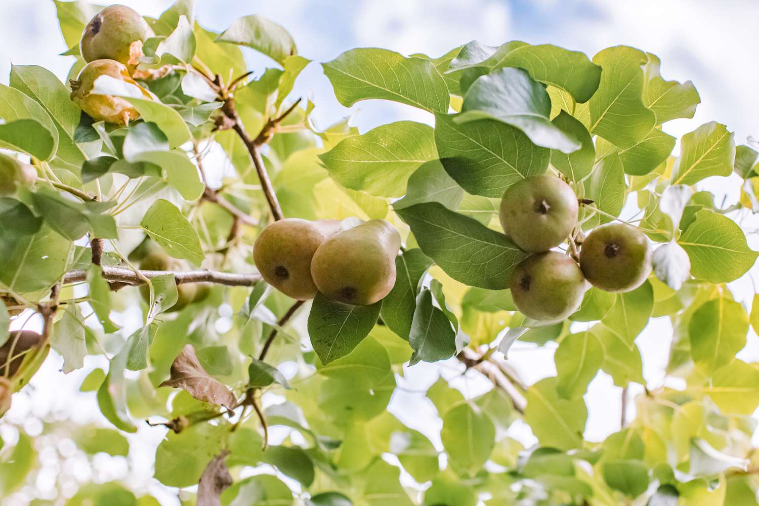 Birnbaum mit Früchten