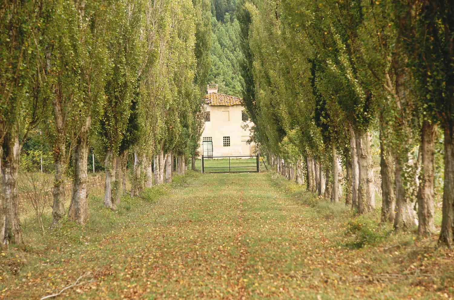 Populus nigra Italica