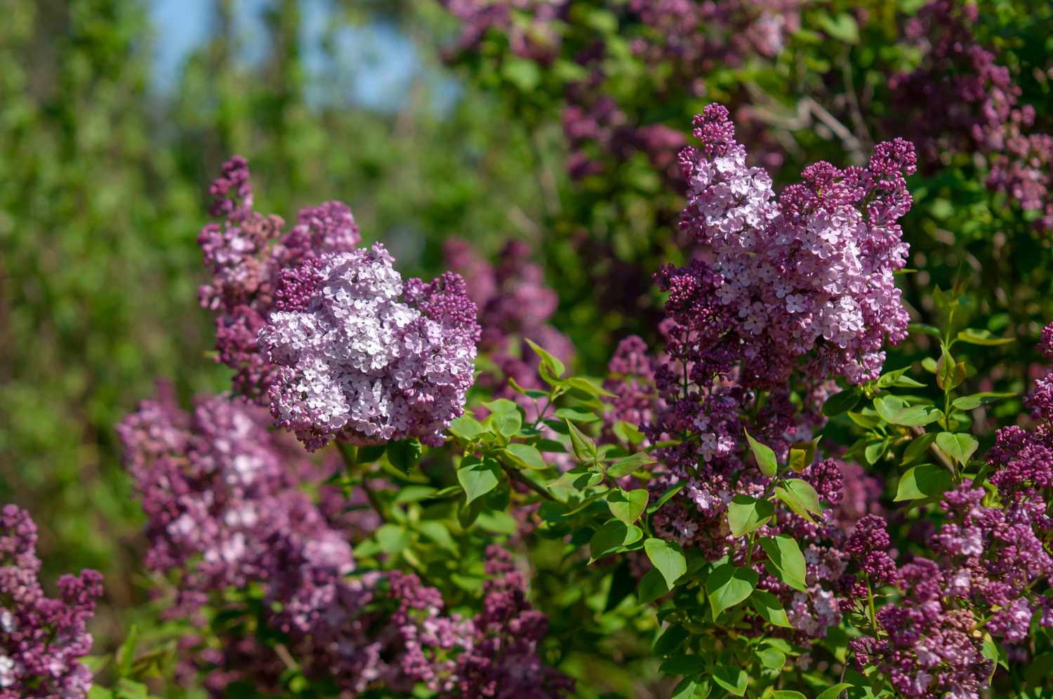 Maiden's blush lilac with redish-purple flowers 