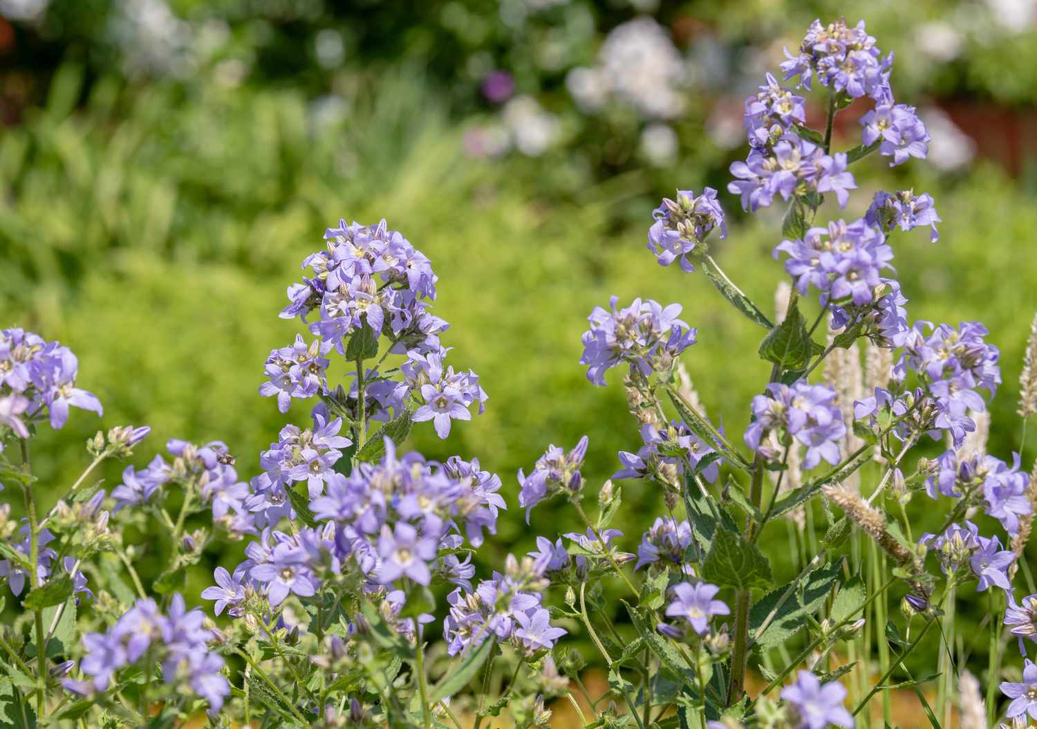 Glockenblumenpflanze mit kleinen lila Blütenbüscheln