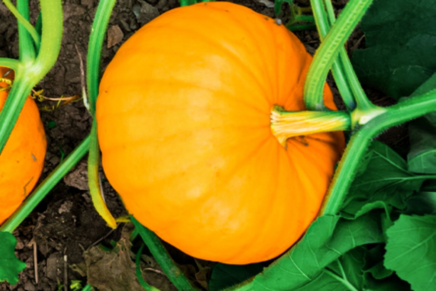 calabaza lista para la cosecha