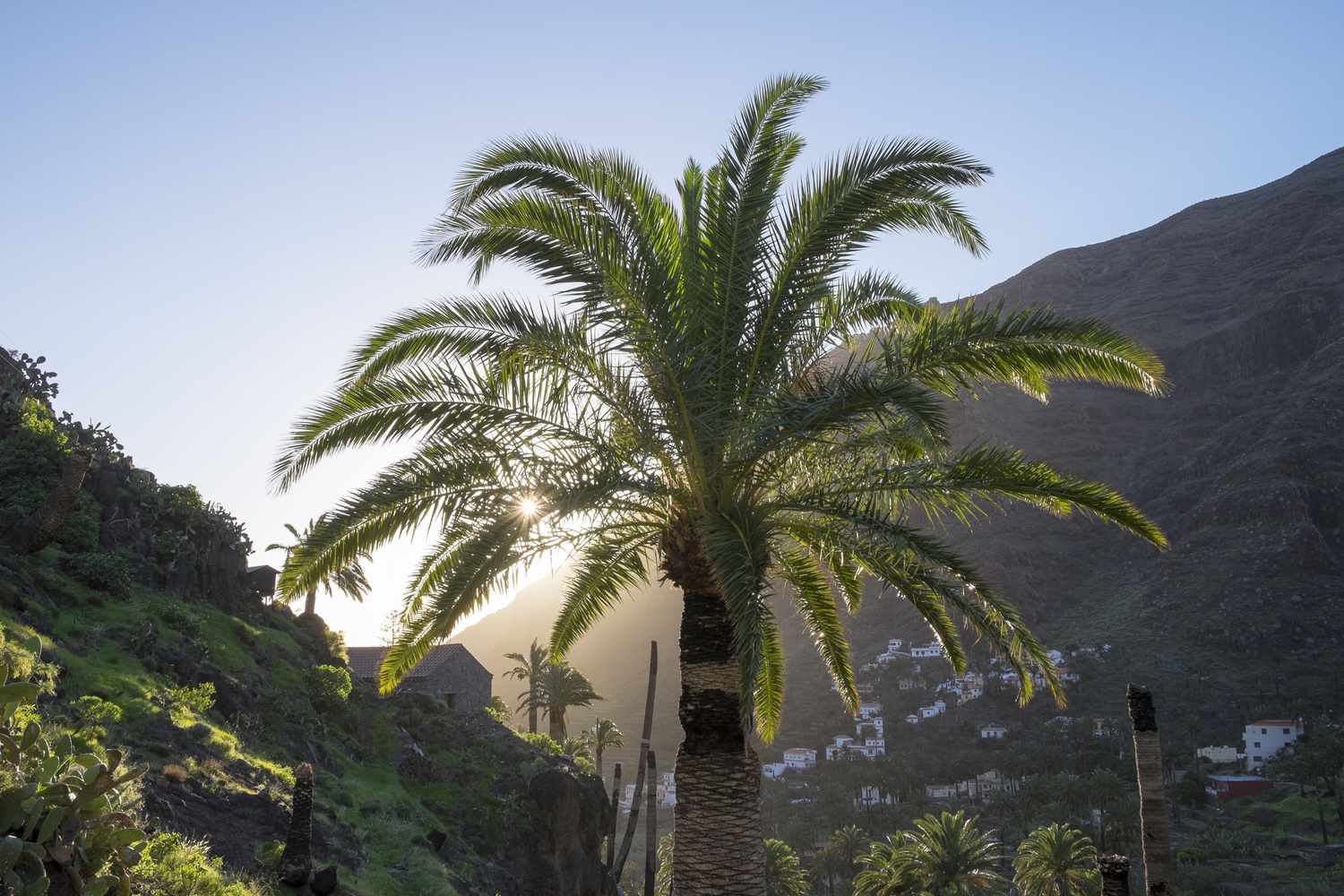 palmera canaria