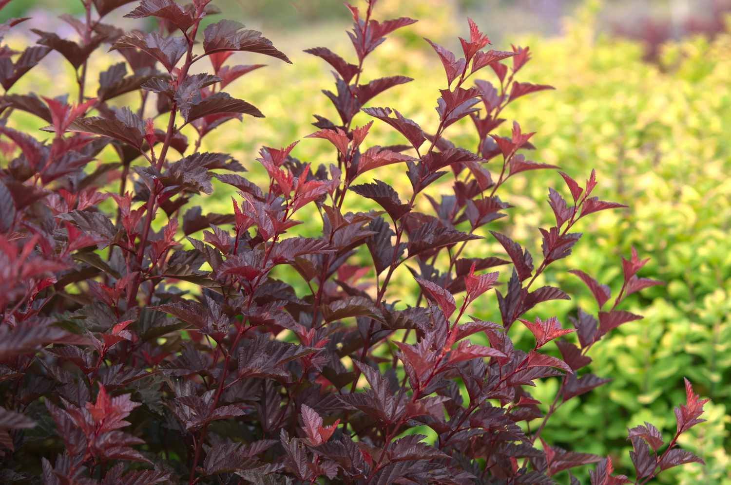 Stängel der Diablo-Neunrindenpflanze mit dunkelroten und violetten Blättern vor grünen Pflanzen