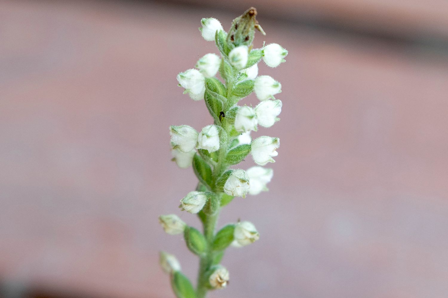 Klapperschlangenwegerich-Blütenstängel mit kleinen weißen Blüten in Nahaufnahme