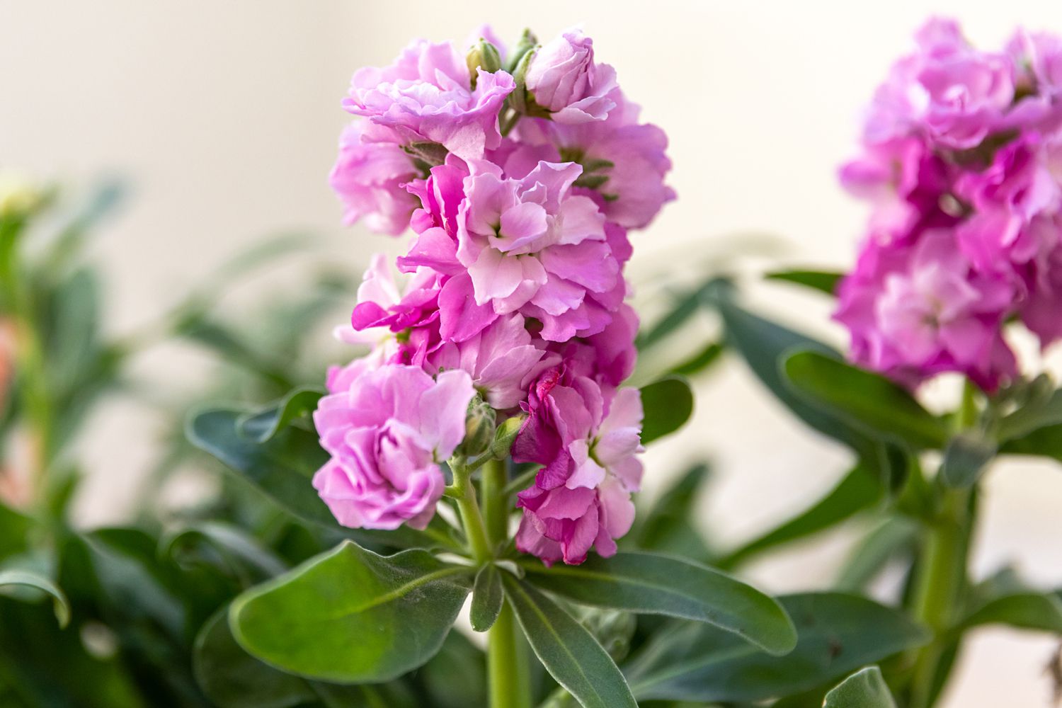 Stock flowers with pink petals on clustered stems