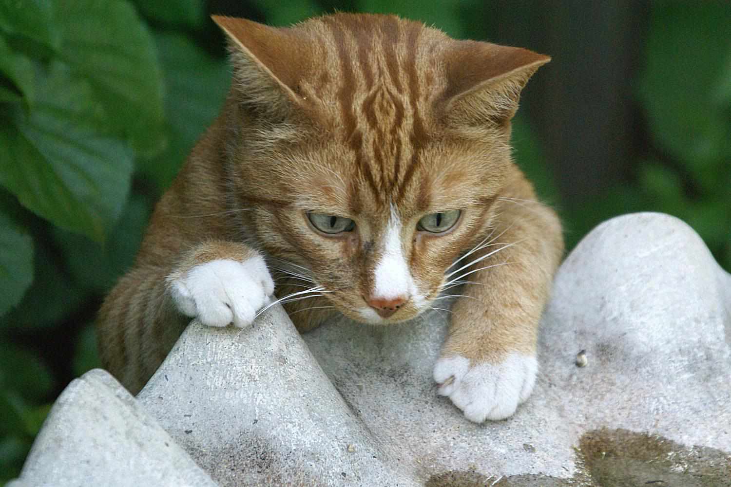 Katze an Vogeltränke