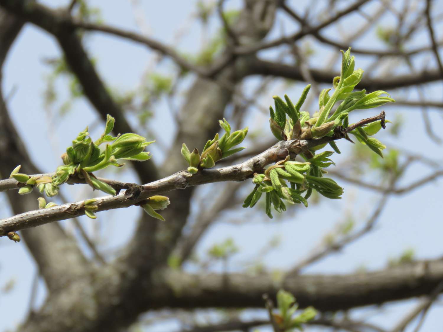 Botões da árvore de noz-pecã na primavera