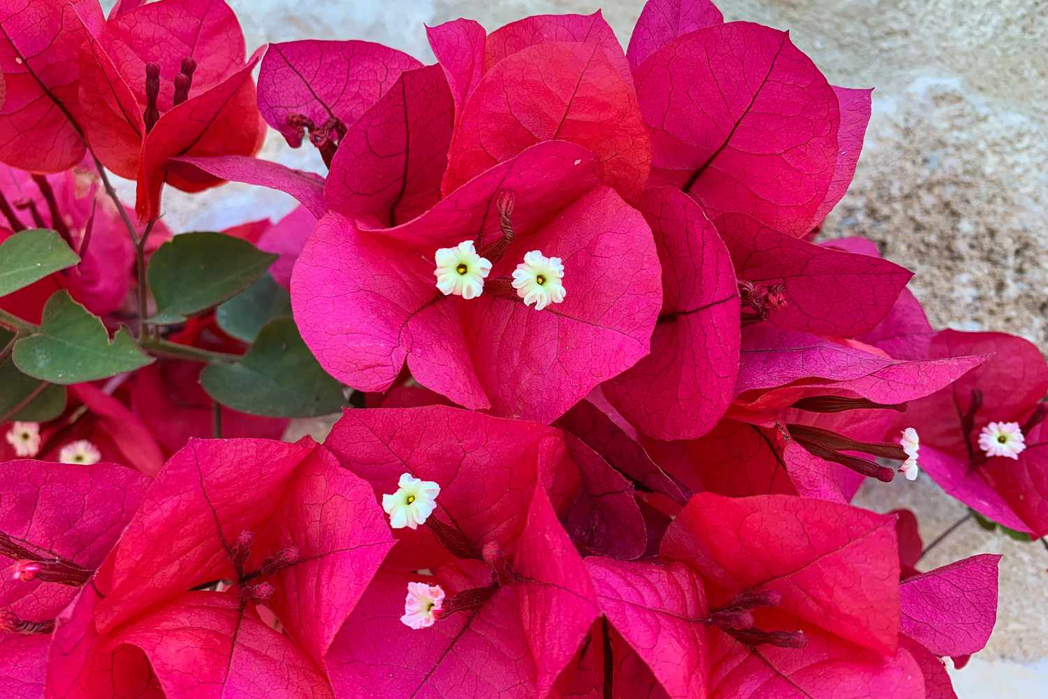 Nahaufnahme von Bougainvillea-Blüten