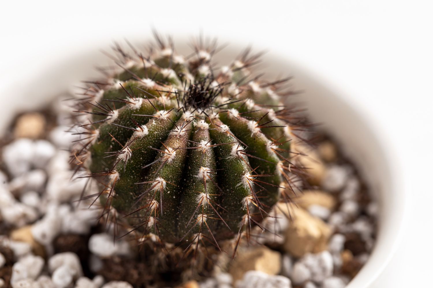 Nahaufnahme eines Ubelmannia-Kaktus