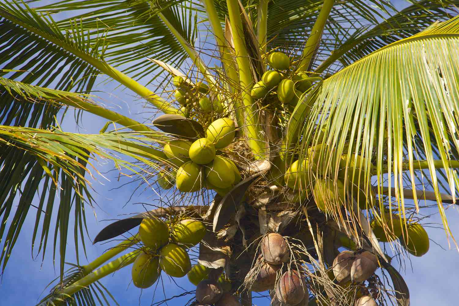 Kokosnüsse hängen an einer Kokospalme auf Hawaii