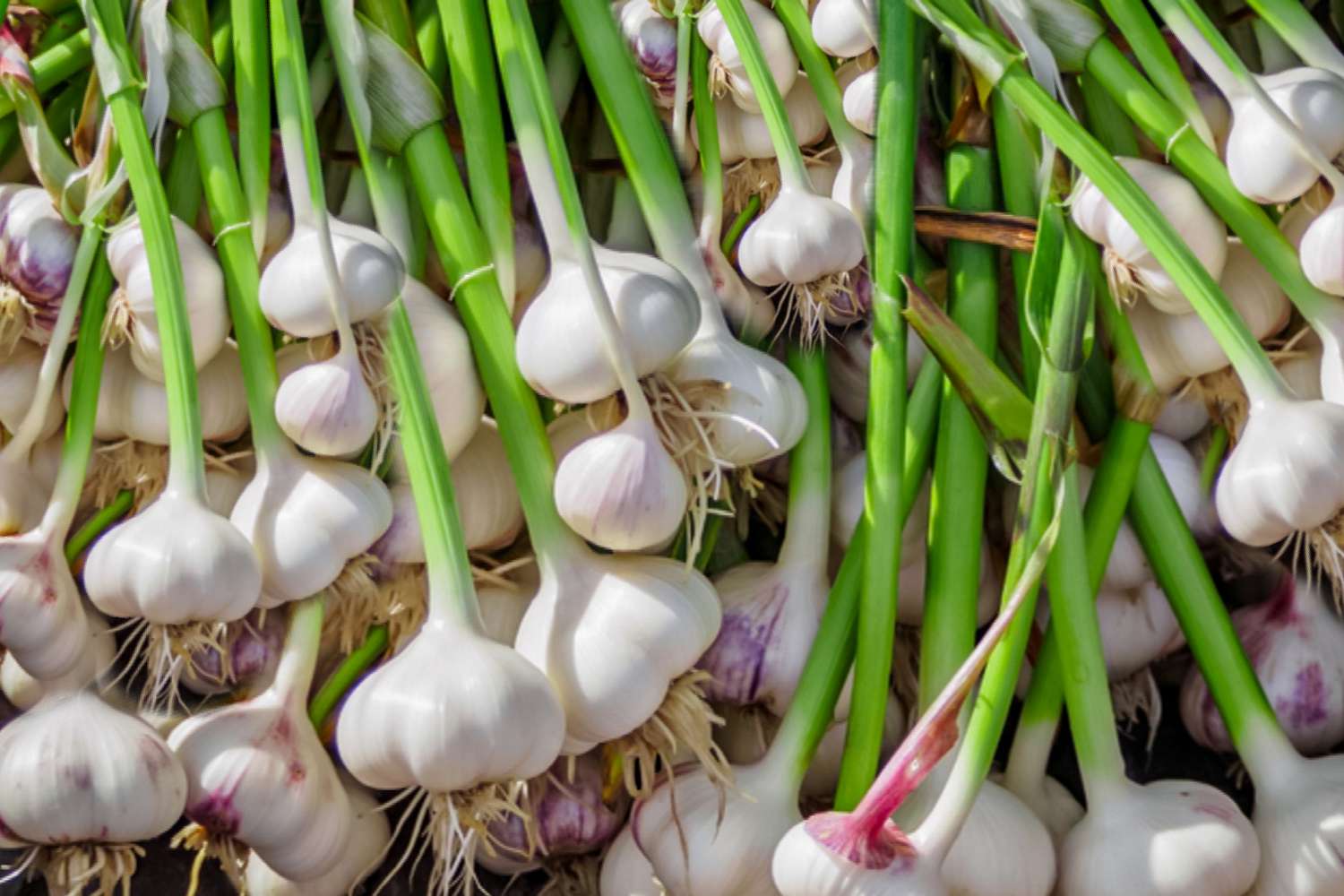 hardneck garlic