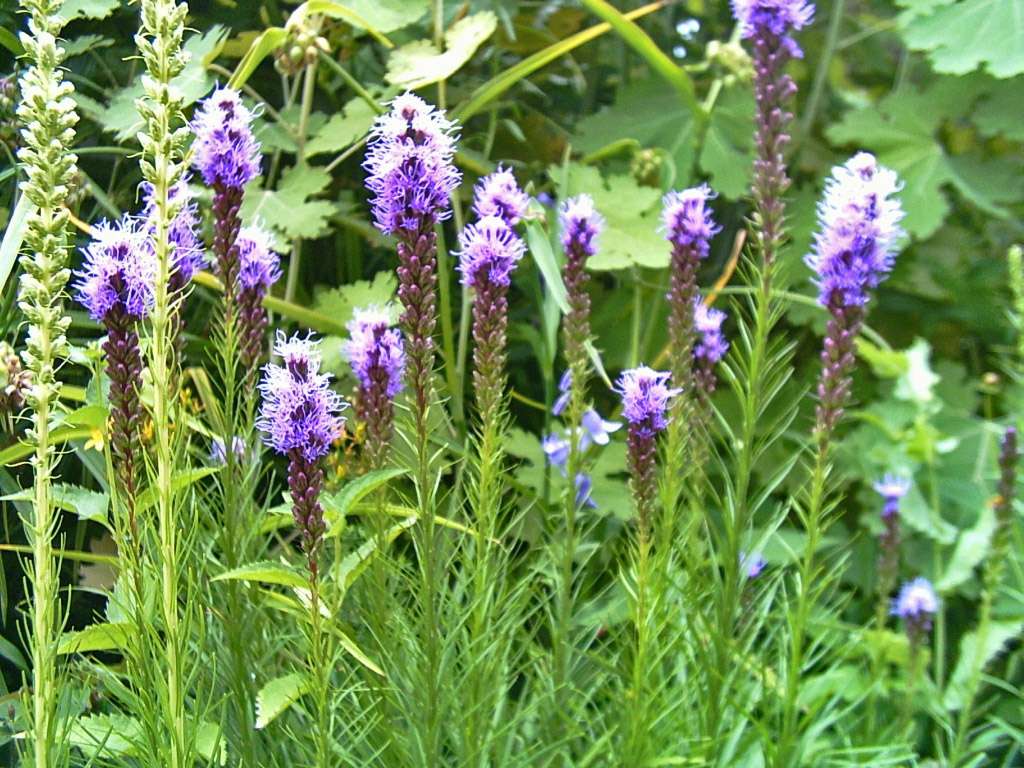 Blazing Star (Liatris spp.)